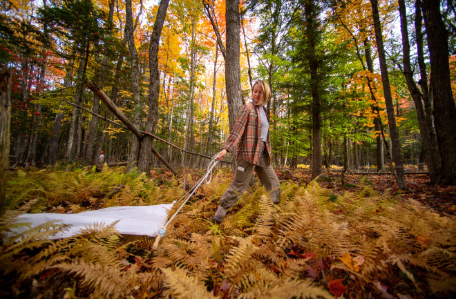 Student collecting ticks 1 - University of Maine