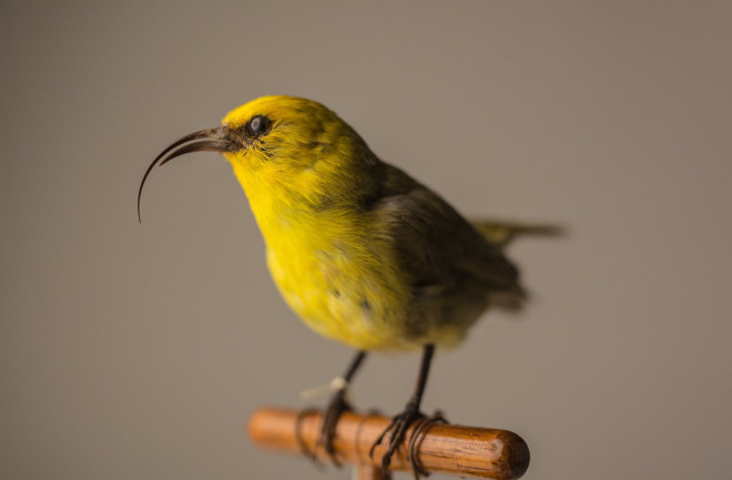 Maui nukupuʻu, declared extinct