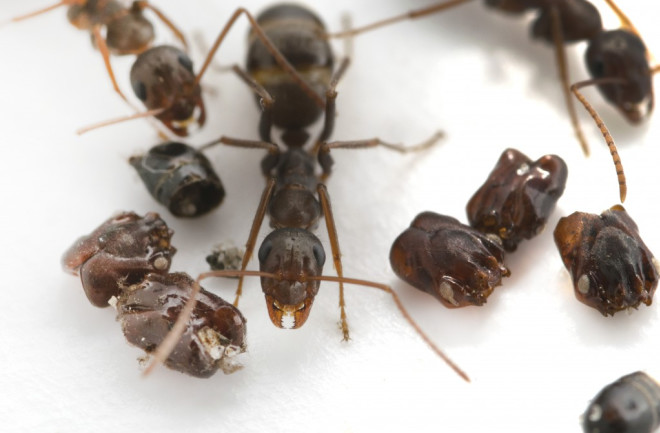 Florida's skull-collecting ant, Formica archboldi, next to trap-jaw ant body parts that are found throughout its underground nest. (Credit: Adrian Smith)