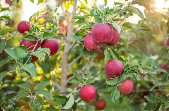 Cosmic Crisp apples