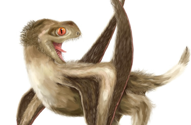 Artist's rendering of a short-tailed pterosaur with feathers