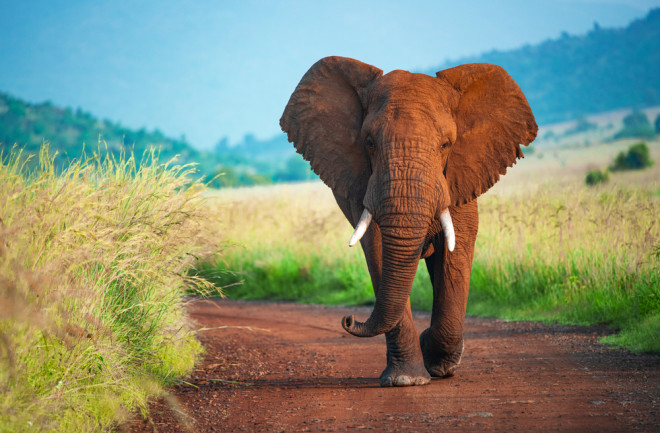 African elephant