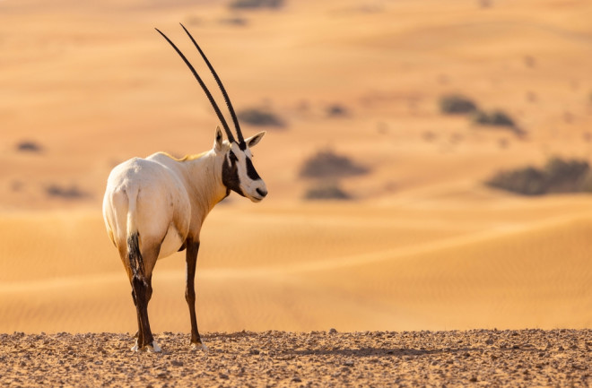 Arabian Oryx