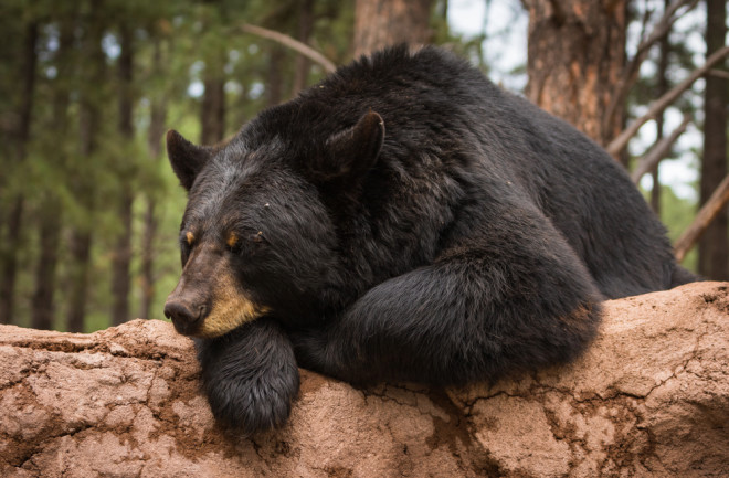 Black bear