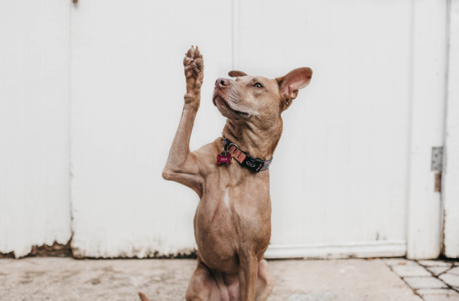 Dog - Unsplash