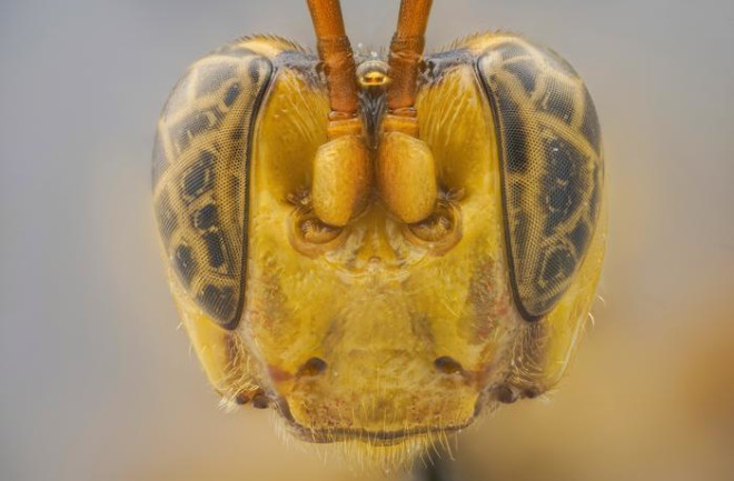 Capitojoppa amazonica female