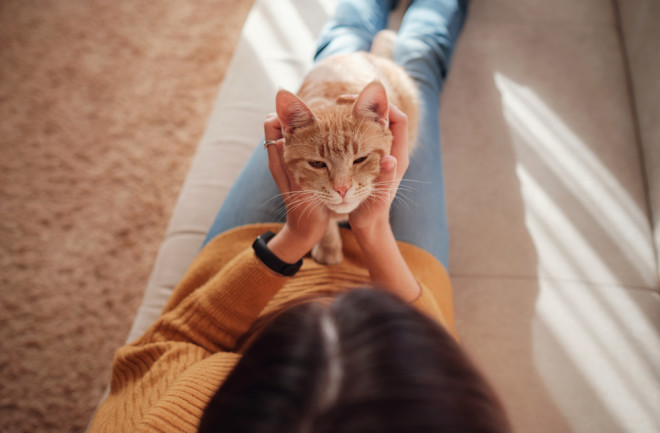 Young woman resting with pet in sofa at home in sunny. Beautiful ginger tabby cat. Animals and lifestyle concept.