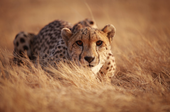 Cheetah crouched in the grass