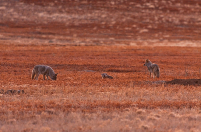 Two coyotes amble alongside a badger.