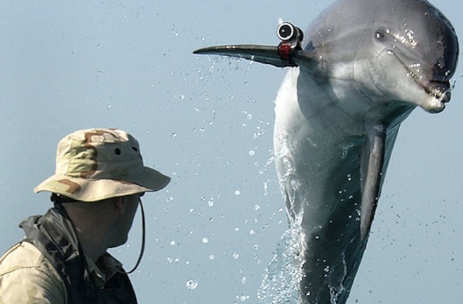 Navy dolphin training