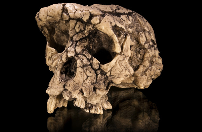 Sahelanthropus tchadensis Skull