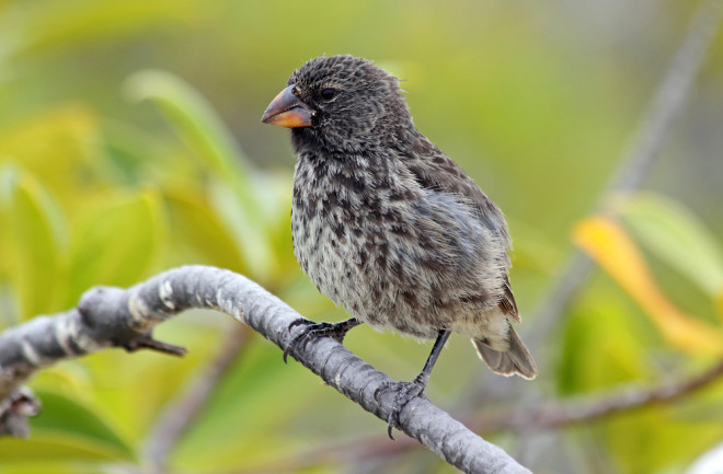 Darwin's Finch