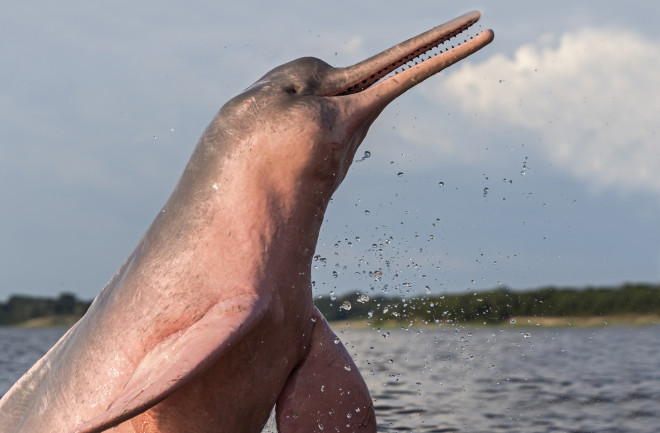 Amazon river dolphins are the largest and most widely recognized of several freshwater dolphin species