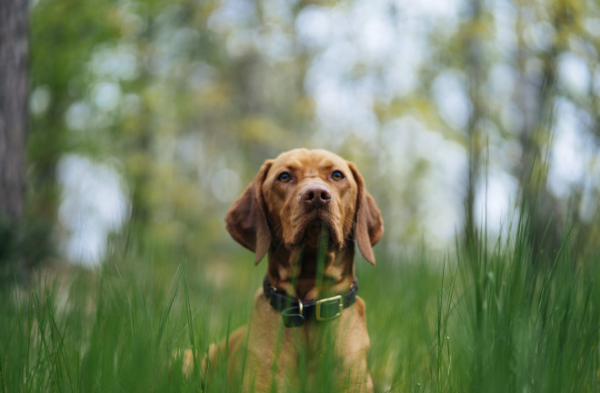 Pet dog in tall grass