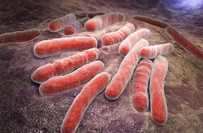 Tuberculosis bacteria