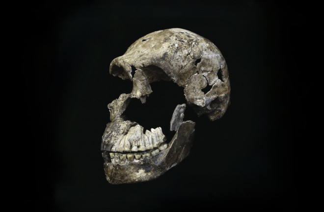 Homo Naledi skull