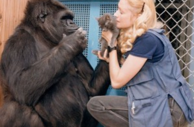 Koko the gorilla, who died last summer, learned about 200 words of American Sign Language