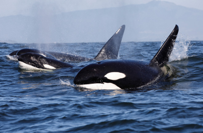 2 Killer Whales - Orcinus Orca