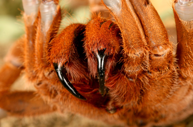 Tarantula, King Baboon