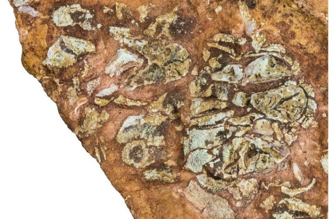 Eriptychius americanus fossil, neurocranium