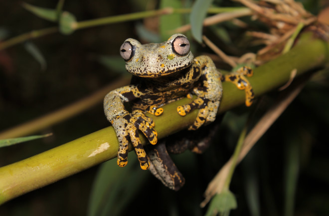 Hyloscirtus tolkieni