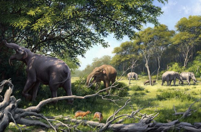 Evolution of Modern Elephants