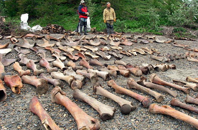 Mammoth Bones - J Archeological Sci