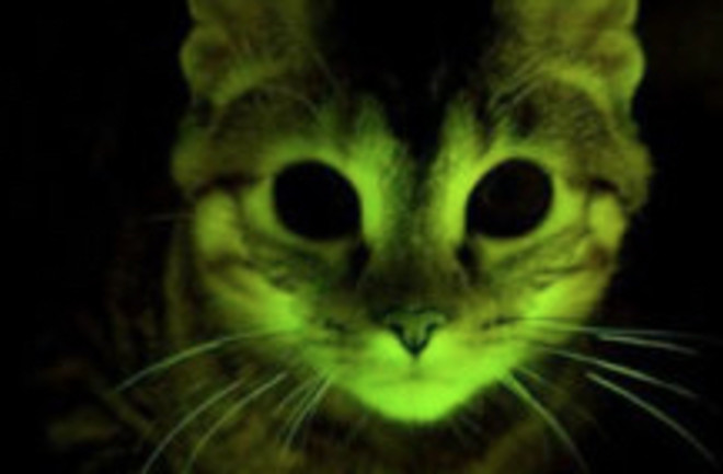 Bioluminescent Cat