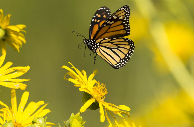 Monarch butterfly - Thomas Dunkerton USFWS public domain