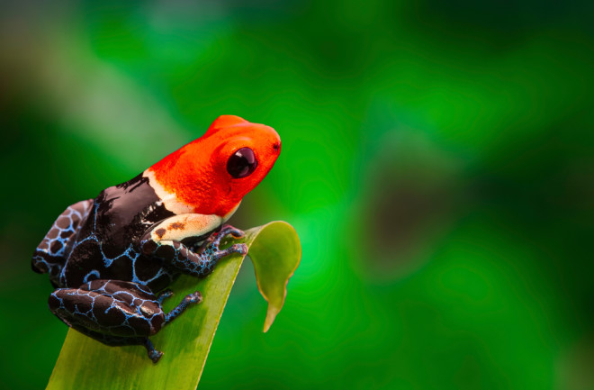 Poison dart frog