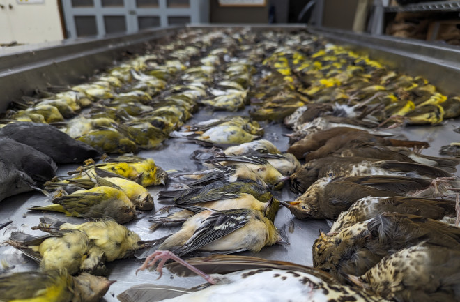 A group of dead birds from collision