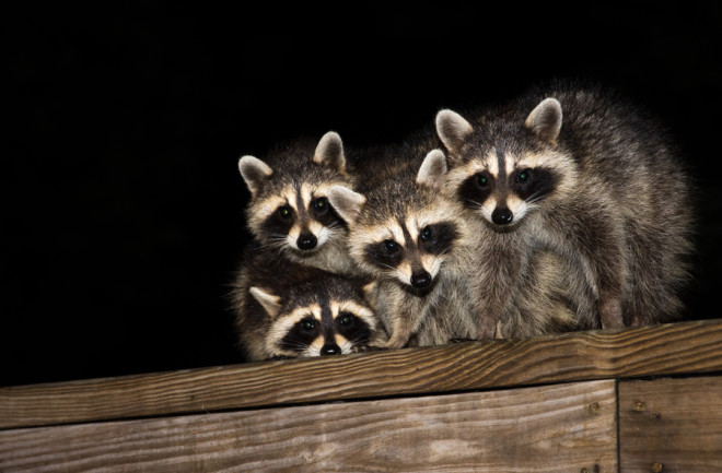 Raccoon eyes at night