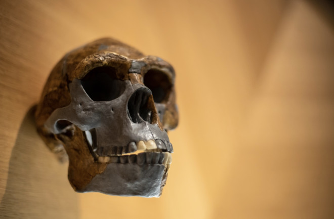 Homo erectus skull