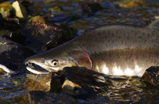 A salmon swimming in a stream in Alaska.