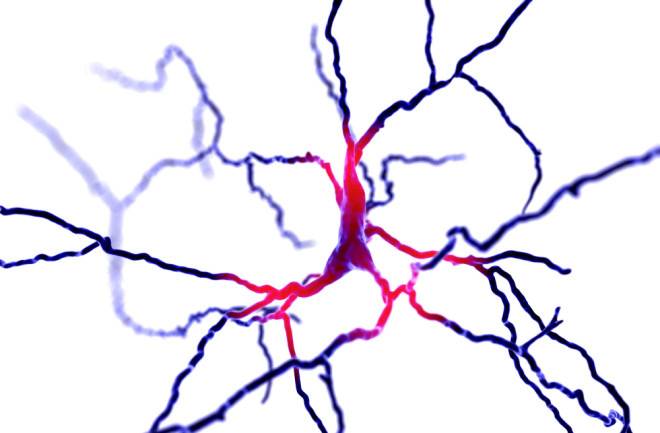 Neuron