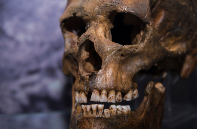 neanderthal skull