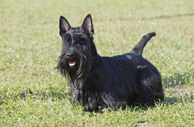 Scottish Terrier