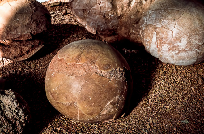 Fossilized Dinosaur Eggs