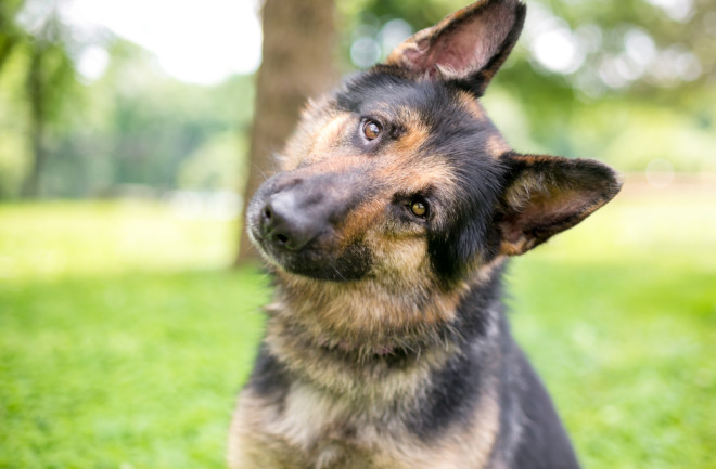 Dog tilting its head