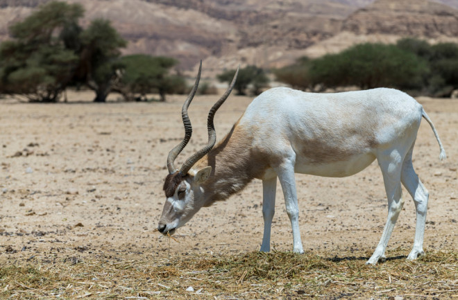 Addax - Shutterstock