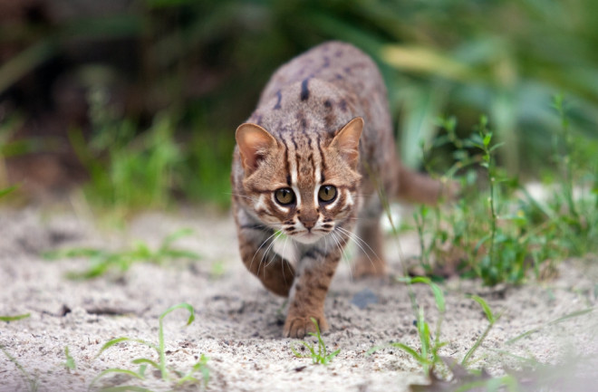 Rusty-Spotted Cat