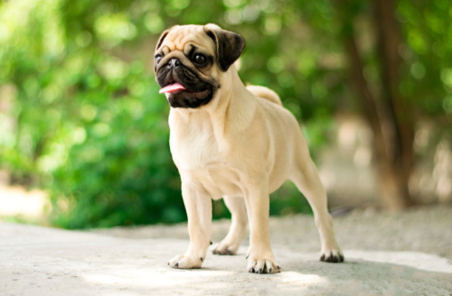 Modern pug dog playing outdoors