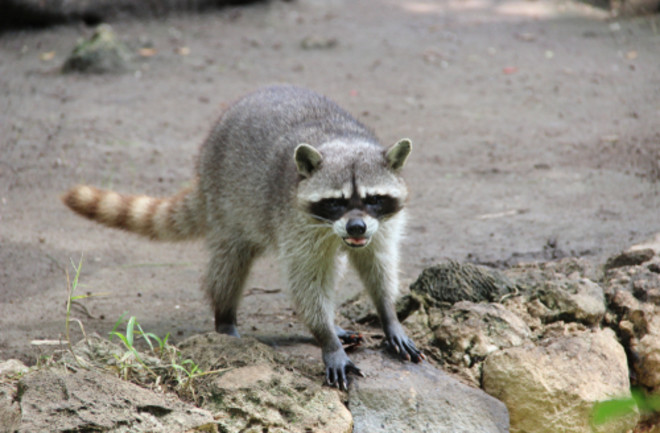 Mean Raccoon