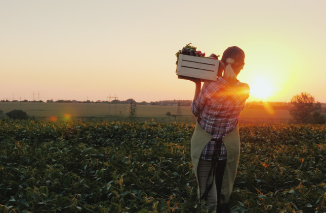 Harvesting produce on the farm