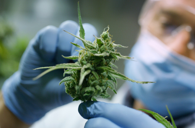 Scientist cannabis marijuana - Shutterstock