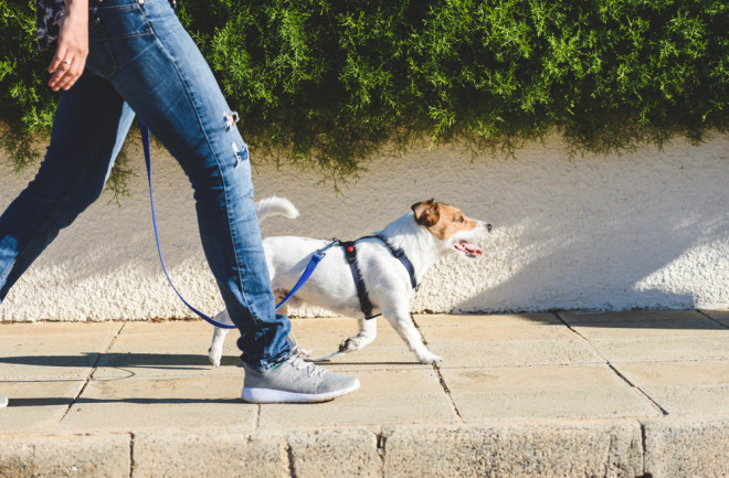 Walking the dog - shutterstock