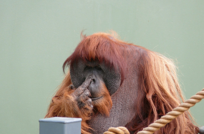 orangutan picking nose