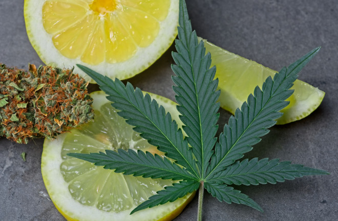 cannabis terpenes lemon - shutterstock