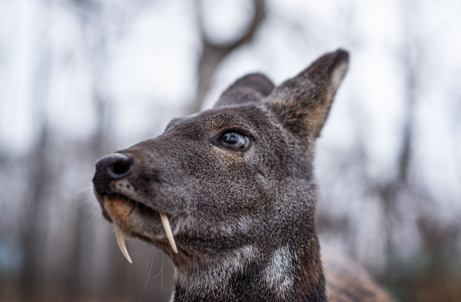 Vampire Deer