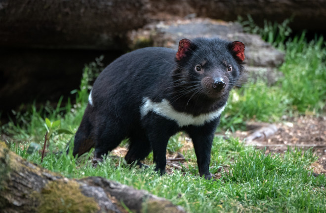 An unfriendly Tasmanian Devil in the grass 